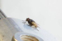 Ini Cara Mengatasi Lalat yang Sering Berkeliaran di Dalam Rumah