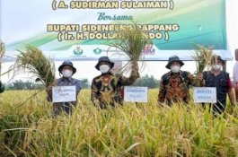 BPS: Produksi Padi Sulsel Naik Jadi 5.431.021 Ton Akhir Oktober 2022