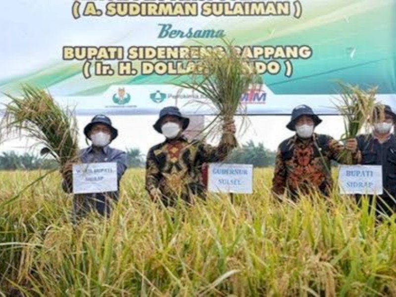 Imran Jausi mengaku benih mandiri yang memang berkualitas mendorong peningkatan produksi padi di Sulsel.