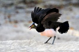 Maleo, Burung Endemik Sulawesi yang Dikenal Setia Pada Pasangannya&nbsp;