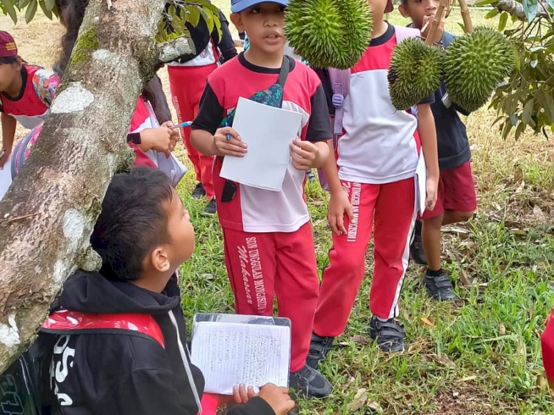 SD Negeri Unggulan Monginsidi 1 Makassar kembali mengunjungi lahan perkebunan milik Bosowa Agro di Dusun Likuloe, Desa Bontoramba, Kecamatan Pallangga, Kabupaten Gowa, Sulsel, Kamis (1/12/2022) siang.