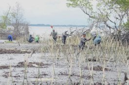 Penanaman 40 Ribu Batang Mangrove di Pesisir Wajo&nbsp;
