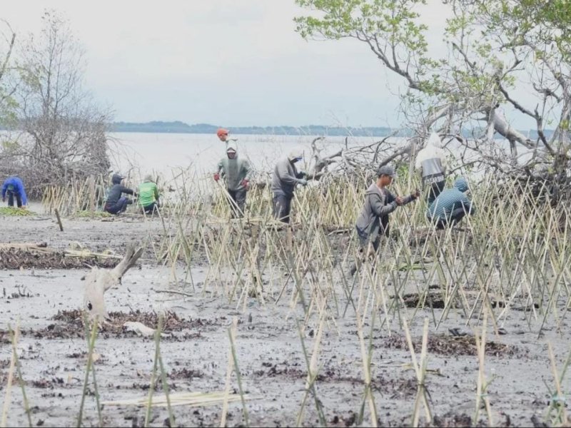 DKP Sulsel Bersama Masyarakat Tanam 40 Ribu Batang Mangrove di Pesisir Wajo, Senin (12/12/2022). 