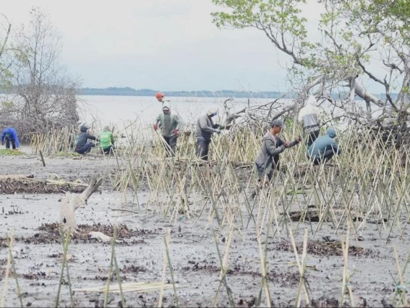 DKP Sulsel Bersama Masyarakat Tanam 40 Ribu Batang Mangrove di Pesisir Wajo, Senin (12/12/2022).&nbsp;