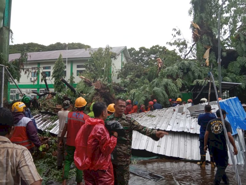 Pohon raksasa di depan IMMIM Tumbang, Jumat (23/12/2022). JejakFakta/Samsir