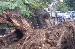 VIDEO Pohon Raksasa IMMIM yang Tumbang Jelang Jumatan
