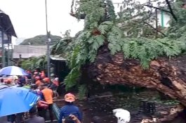 Trembesi yang Tumbang Berusia Ratusan Tahun, Perlu Peremajaan Pohon di Makassar
