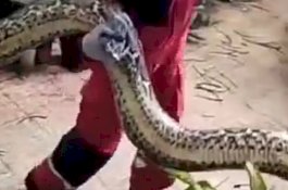 Ketika Ular Piton Serang Balik Petugas Damkar Makassar