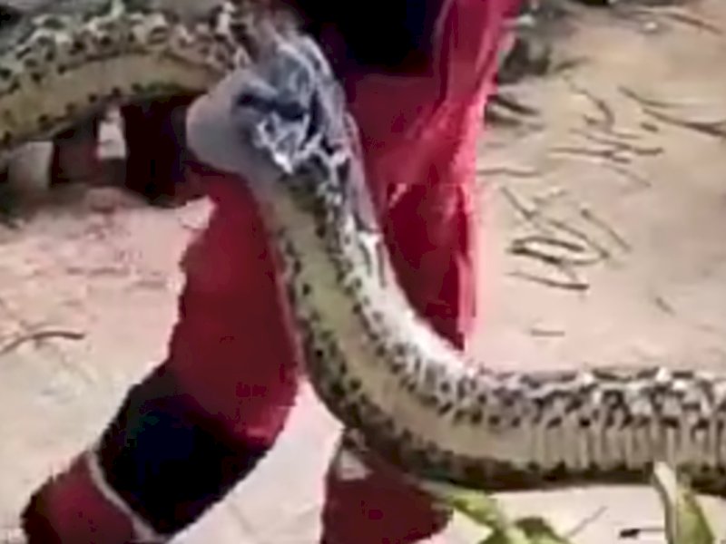 Ular piton yang masuk ke rumah warga di Jl Baji Minasa, kota Makassar, sempat menyerang balik petugas Damkar Makassssr saat proses evakuasi, Ahad (25/12/2022).