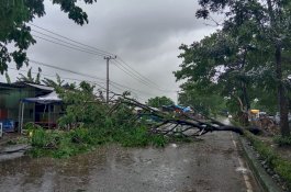 Pohon Tumbang Tutup Bagian Jl Tun Abdul Razak Gowa, Lalu Lintas Tidak Lumpuh 