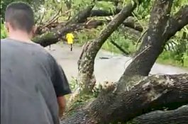 Pohon Tumbang Serempak di Pangkabinanga Pallangga Gowa