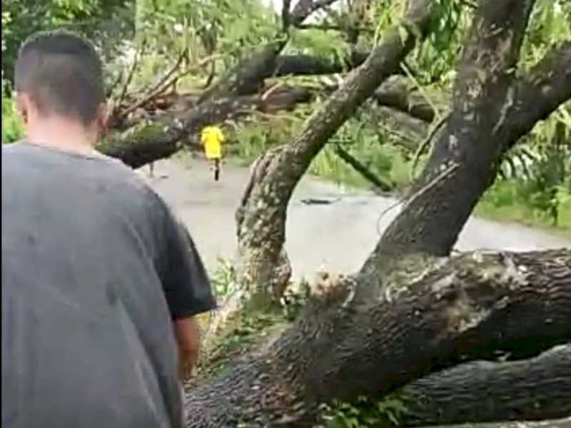 Sejumlah pohon besar tumbang serempak jalan utama Kelurahan Pangkabinanga, Kecamatan Pallangga, Kabupaten Gowa, Jumat (30/12/22) siang. 