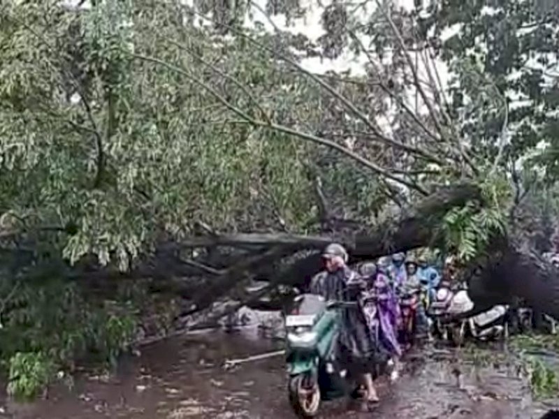 Pohon tumbang di jalan Perintis Kemerdekaan Makassar. Untuk mengantisipasi dampak cuaca ekstrem, Pemprov Sulsel berencana melakukan Teknologi Modifikasi Cuaca (TMC). @Jejakfakta/Ist.