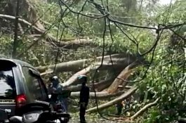 Pohon Tumbang Tutup Poros Maros - Bone di Semangki, Seorang Guru Tertimpa