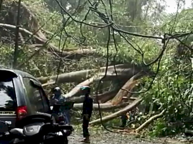 Pohon tumbang menutup jalan poros Maros &ndash; Bone di Desa Semangki, Kecamatan Simbang, Kabupaten Maros, Jumat (30/12/22) sekitar pukul 14.40 Wita. (ist)