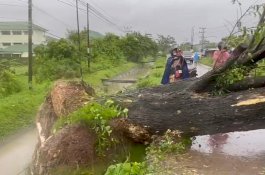 Pohon Tumbang Kepung Pengendara di Poros Pallangga Gowa