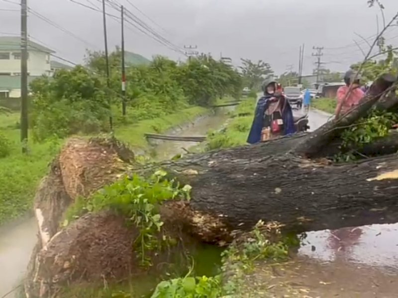 Sejumlah pohon besar tumbang serempak jalan utama Kelurahan Pangkabinanga, Kecamatan Pallangga, Kabupaten Gowa, Jumat (30/12/22) menjelang sore Wita. (dok.Agass/jejakfakta)