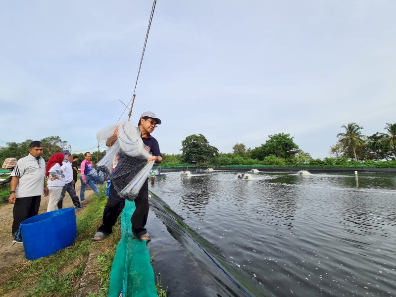 Rektor Universitas Hasanuddin Prof. Dr. Ir. Jamaluddin Jompa, M.Sc., panen udang vaname dengan cara menjala di tambak intensif eduwisata di Desa Bojo, Kecamatan Mallusetasi, Kabupaten Barru, Sulsel, Senin (02/01/2023). (Dok. Biro Komunikasi Unhas).