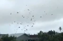 Waspada Angin Kencang, Berikut Sejumlah Titik Lokasi Pohon Tumbang Hingga Atap Rumah Beterbangan