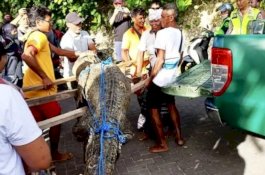 Nasib Buaya Muara depan Hotel Padma Bermuara Kematian, Sempat Disuntik Vitamin 
