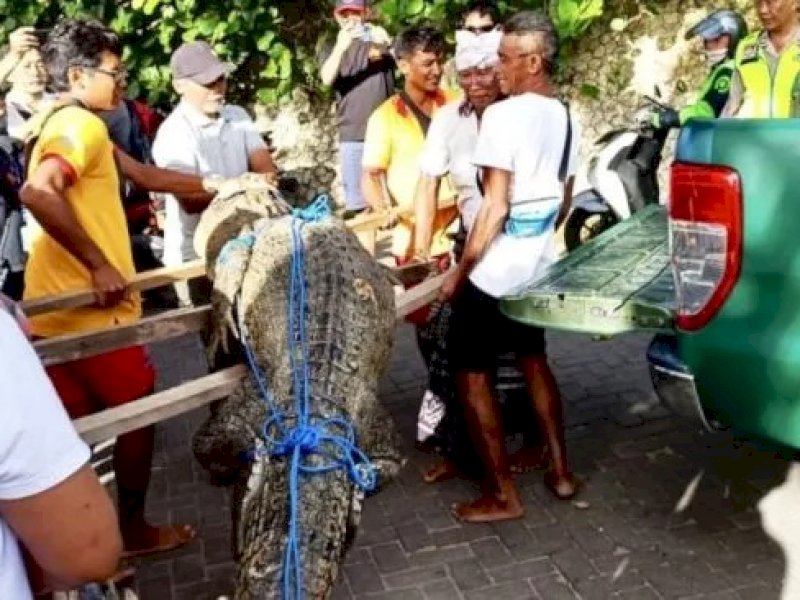 Warga bersama anggota Balawista dan petugas BKSDA Bali mengangkat seekor buaya untuk diangkut menggunakan mobil rescue BKSDA Bali setelah hewan itu ditangkap di Pantai Legian, Kuta, Badung, Bali, Rabu (4/1/2023). (Istimewa/ANTARA)