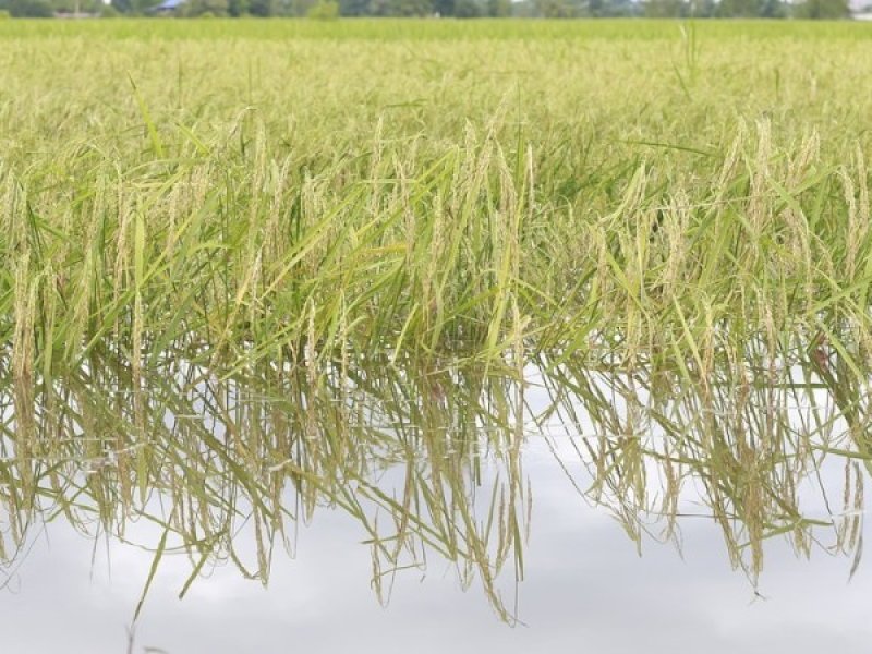 Ilustrasi sawah terendam banjir. (Dok. Jejakfakta.com/int)