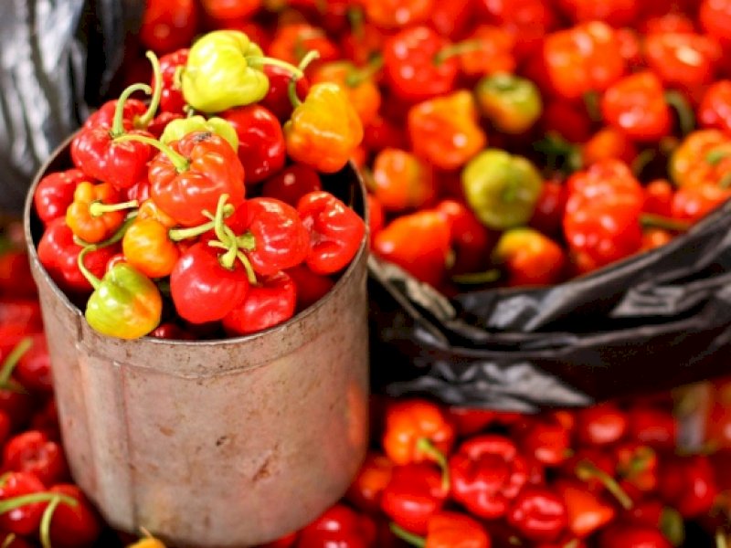 Katokkon, Cabai dengan Sensasi Pedas Ekstra dari Tana Toraja. @Jejakfakta/Foto:Flickr