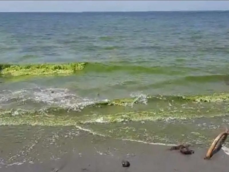Kondisi laut di Pesisir Kabupaten Kepulauan Selayar yang menjadi hijau diduga karena blooming algae. (Dok. Jejakfakta.com/Ist)