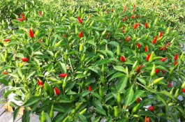 Kembangkan Pertanian Kota di Halaman Rumah dengan Irigasi Kapiler