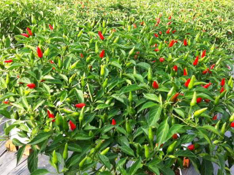 Ilustrasi hasil pertanian dengan menggunakan teknologi irigasi kapiler. (Dok. Jejakfakta.com/Int)