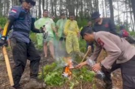 2 Pendatang Pemilik Ladang Ganja di Bontocani Bone