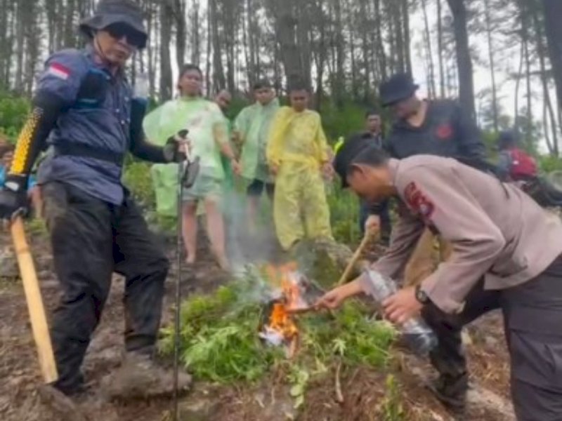 Aparat dan warga memusnahkan tanaman ganja di Desa Bontojai, Kecamatan Bontocani, Kabupaten Bone, Sulawesi Selatan. (istimewa).