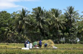 Meningkat Signifikan, Gubernur Andi Sudirman Panen Mandiri Benih di Desa Palakka