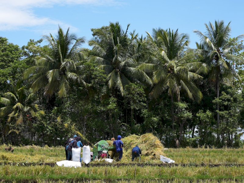 Panen padi melalui benih program Mandiri Benih di Desa Palakka, Kecamatan Kahu, Kabupaten Bone, Kamis (9/3/2023) @Jejakfakta/dok. Pemprov Sulsel