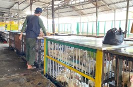 Jelang Ramadan, Harga Ayam Potong di Pasar Daya Makassar Tembus Rp 65.000 per Ekor