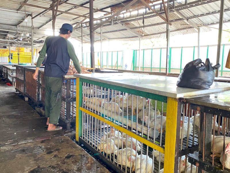 Harga ayam potong di Pasar Daya Makassar naik Rp 65.000 per Ekor. @Jejakfakta/Atri