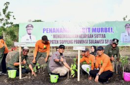 Kembalikan Kejayaan Sutera Soppeng, Penanaman Perdanan 1,5 Juta Bibit Murbei di Desa Patampanua