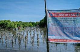Target 154 Ribu Batang di Wilayah Bosowasi, DKP Sulsel Tanam Mangrove di Desa Polewali Bone