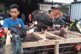 Pasar Terong Diserbu Pembeli, Ayam Kampung Laris Terjual