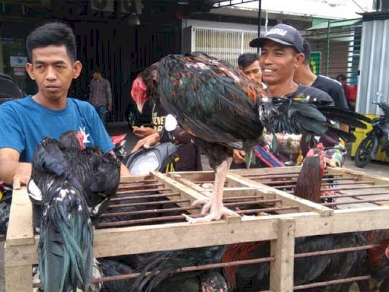 Penjual ayam kampung di pasar tradisional di Makassar. @Jejakfakta/dok. Antara
