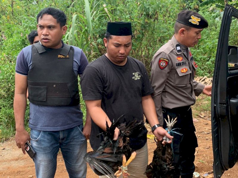 Polisi mengamankan ayam aduan yang diduga digunakan untuk judi sabung ayam di Jl. Pattunuang Dg. Hayo, Manggala, Makassar. @Jejakfakta/Ist