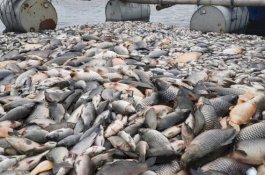 Ribuan Ikor Ikan Mati Sungai Cileungsi Diduga Dampak Limbah Beracun