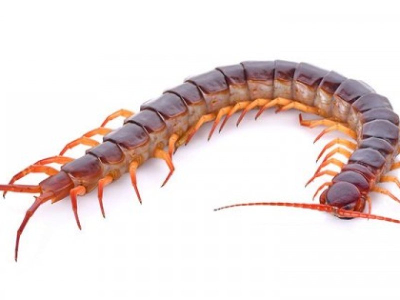 Kelabang. (billclarkbugsperts).