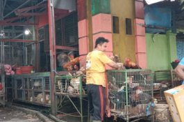 H-3 Jelang Lebaran, Harga Ayam Kampung Tembus Rp 200 Ribu&nbsp;