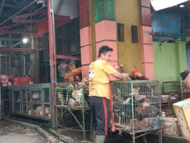 H-3 jelang lebaran harga ayam melonjak naik di pasar Pa'baeng-baeng, Kota Makassar. @Jejakfakta/Samsir
