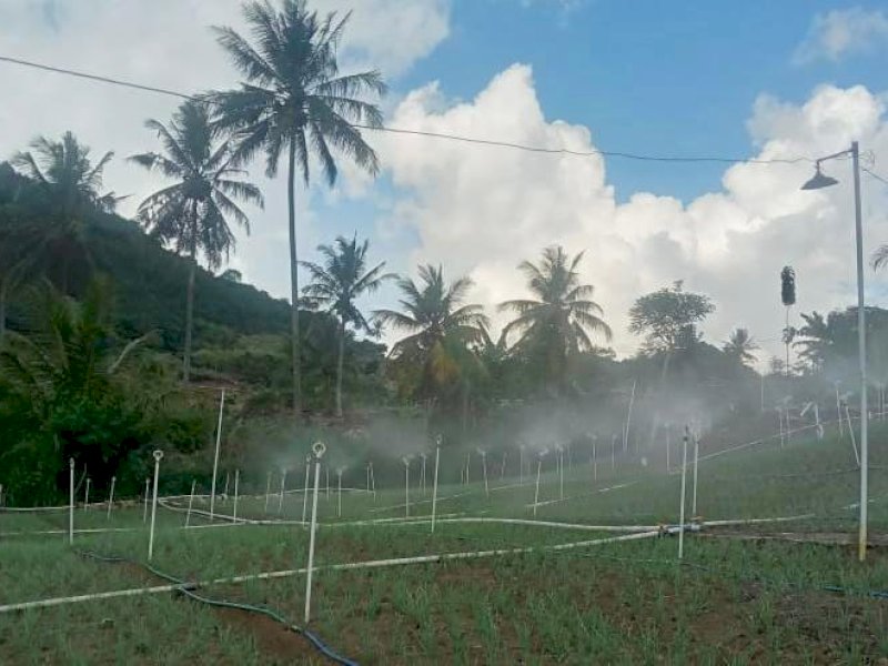 Program Electrifying Agriculture PLN untuk petani bawang di Kabupaten Enrekang. @Jejakfakta/dok PLN