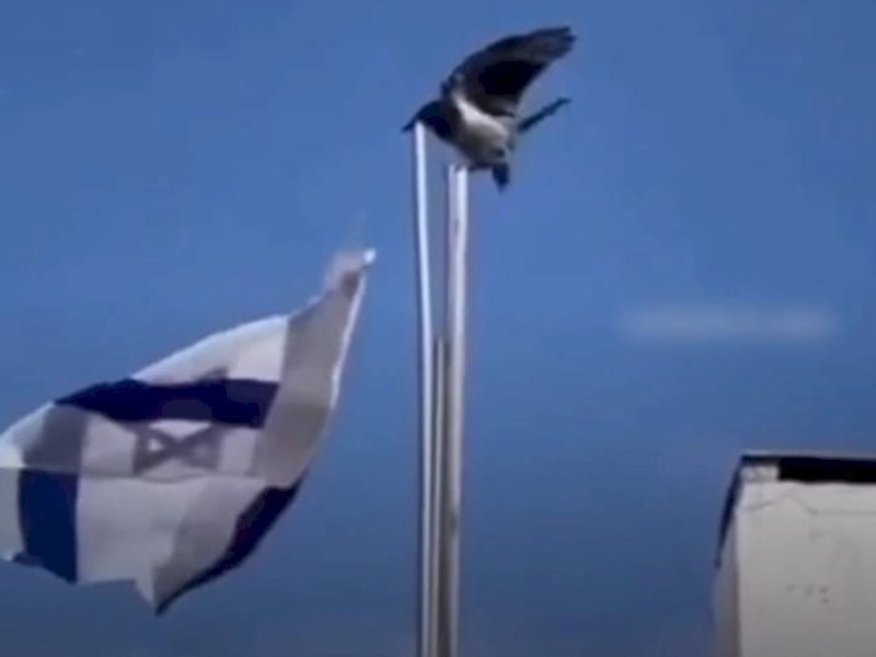Seekor burung gagak hitam (black crow) terekam mencopot dan membuang bendera Israel dari puncak tiang. 