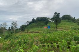 Wajo Kembali Produksi Kokon Setelah 20 Tahun, Bupati Amran: Bersinergi Untuk Sejahterakan Masyarakat&nbsp;