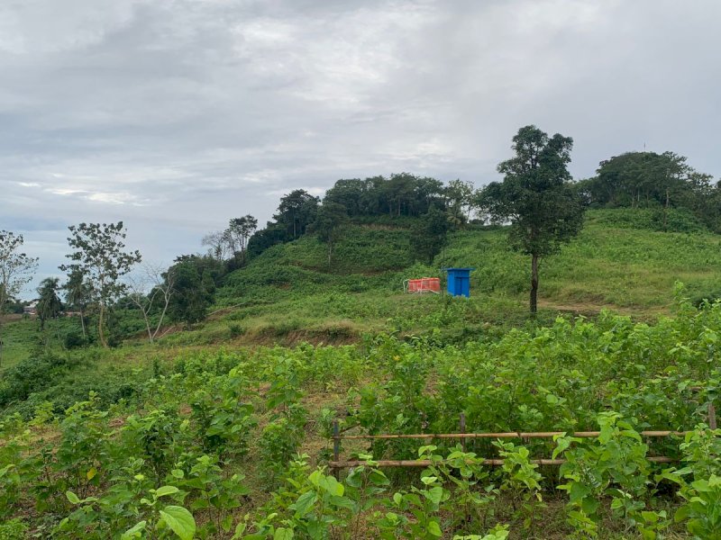 Pemprov Sulsel melalui penanaman jutaan pohon murbei untuk menunjang budidaya ulat sutera di Kabupaten Wajo. @Jejakfakta/dok. Pemprov Sulsel