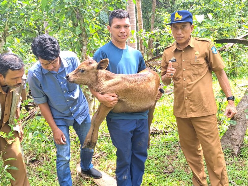 Sapi Wagyu pertama hasil IB tersebut dilakukan oleh Inseminator Adi Putra di Desa Salassae dengan data analisa panjang badan 57 cm, tinggi badan 69 cm, lingkar dada 80 cm, dan badan 34 kg.&nbsp;@Jejakfakta/dok. Pemkab Bulukumba